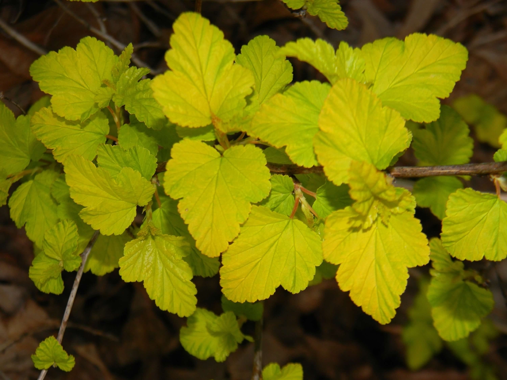 Physocarpus opulifolius 'Podaras 3' Lemon Candy