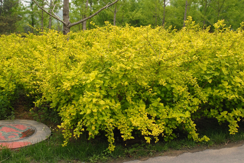 'Aurea' Form
