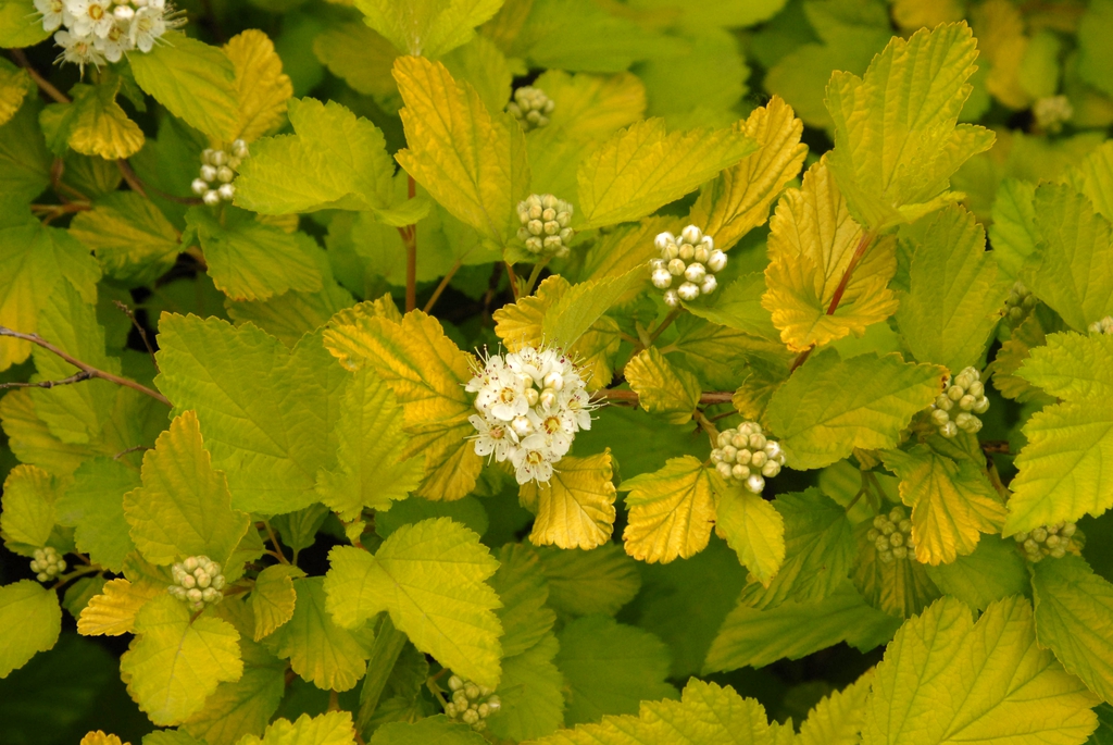 'Aurea' Flower and Leaf Detail