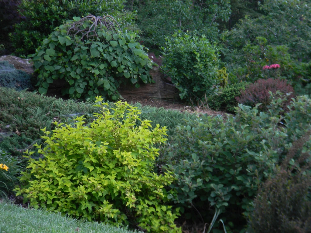 Physocarpus opulifolius 'Podaras 3' Lemon Candy