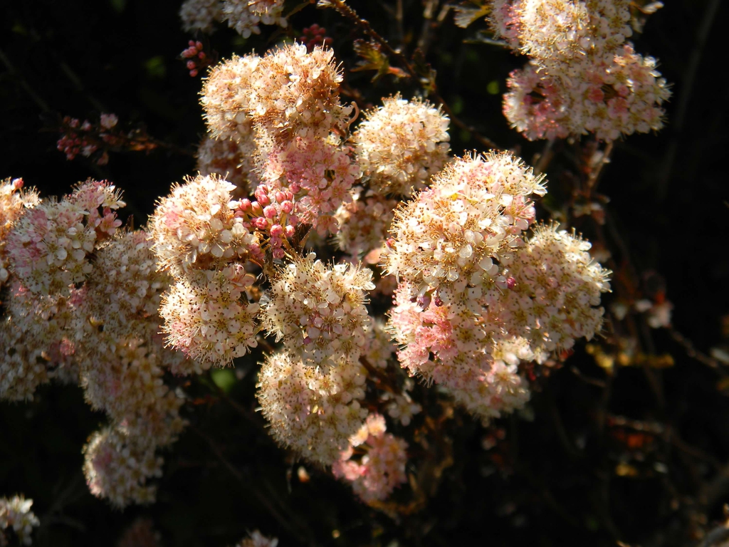 Physocarpus opulifolius