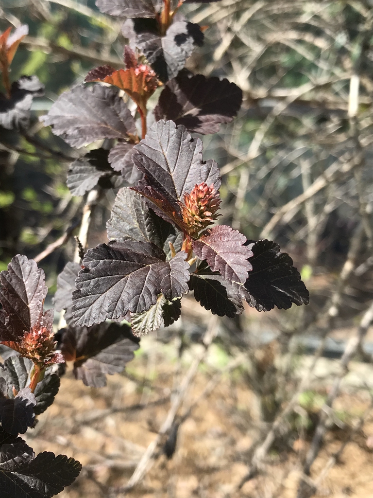 spring leaves and buds