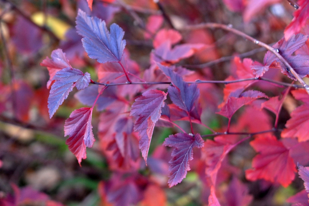 Fall leaves
