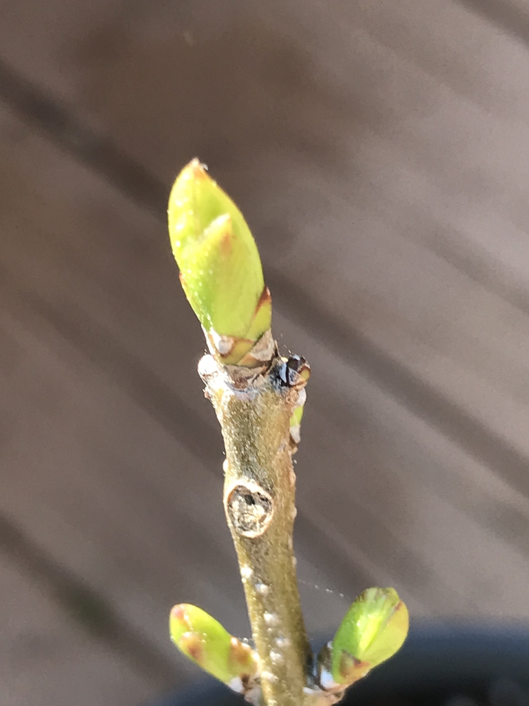End buds