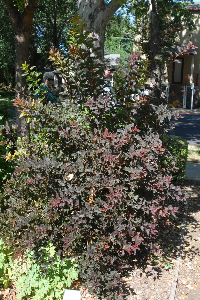 Form