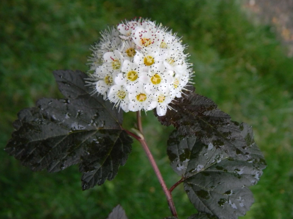 Physocarpus opulifolius
