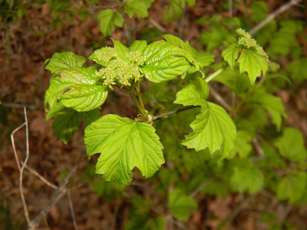 Physocarpus opulifolius 'SMNPOTWG' Tiny Wine® Gold