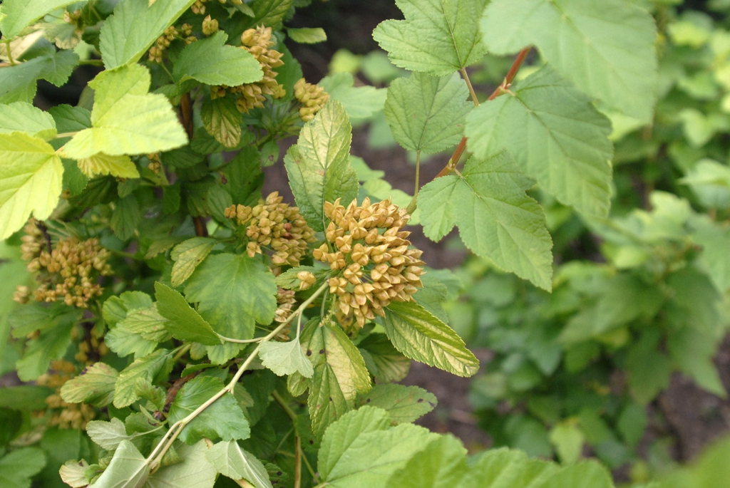 Physocarpus opulifolius