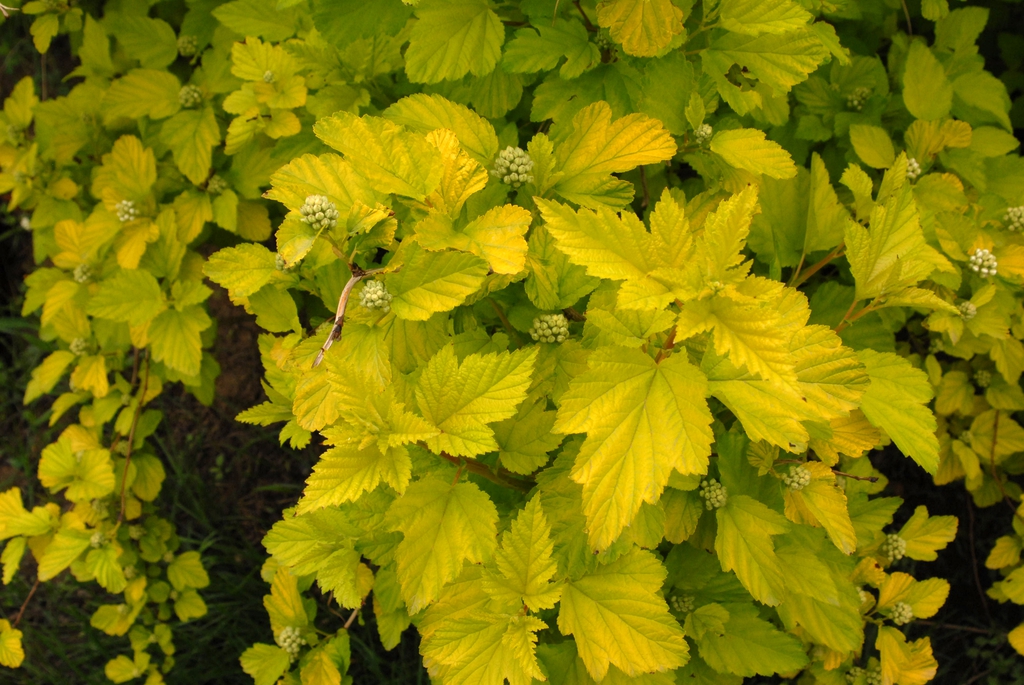 'Aurea' Leaf Detail