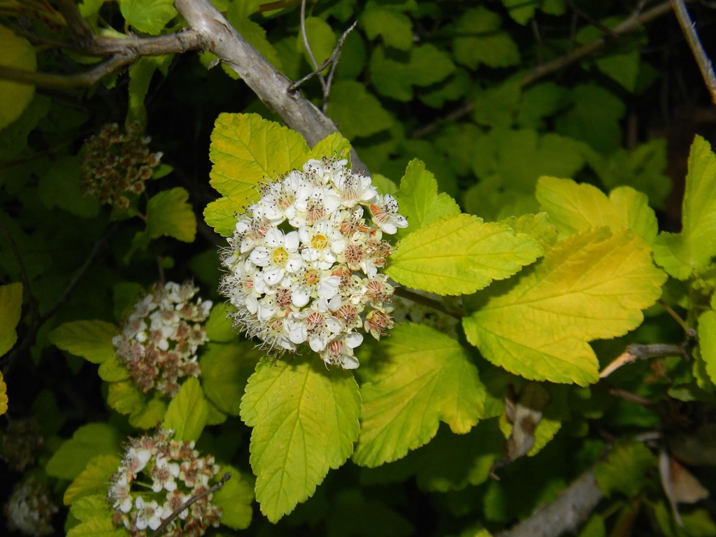 Physocarpus opulifolius 'Podaras 3' Lemon Candy