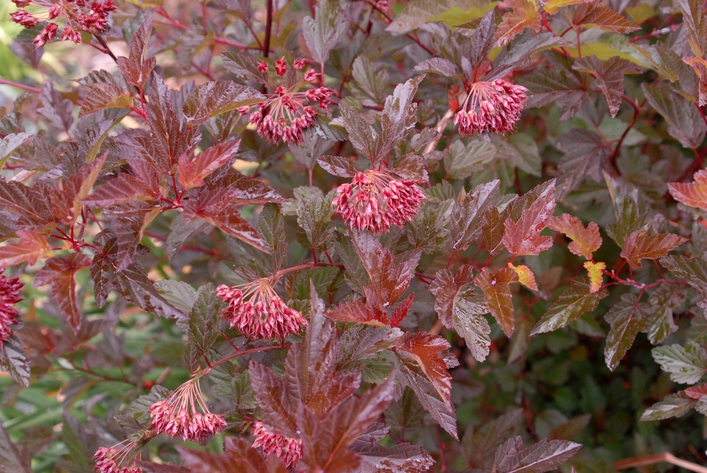 Physocarpus opulifolius