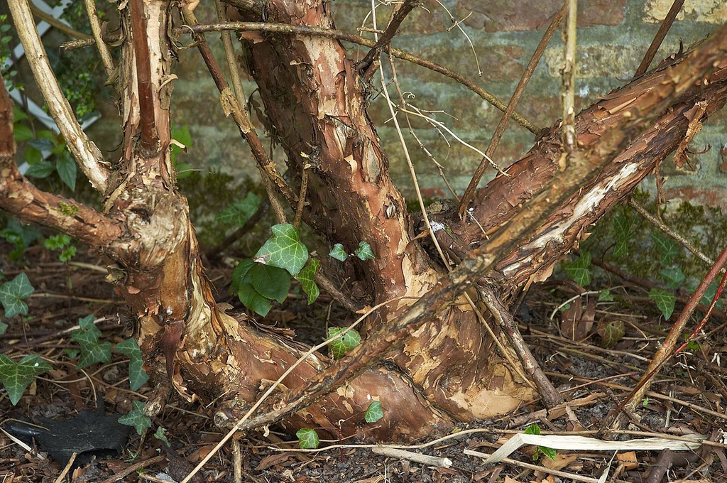 Peeling bark