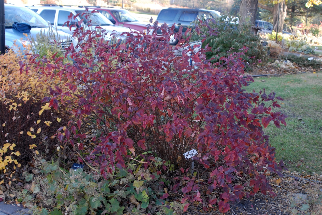 Fall shrub form