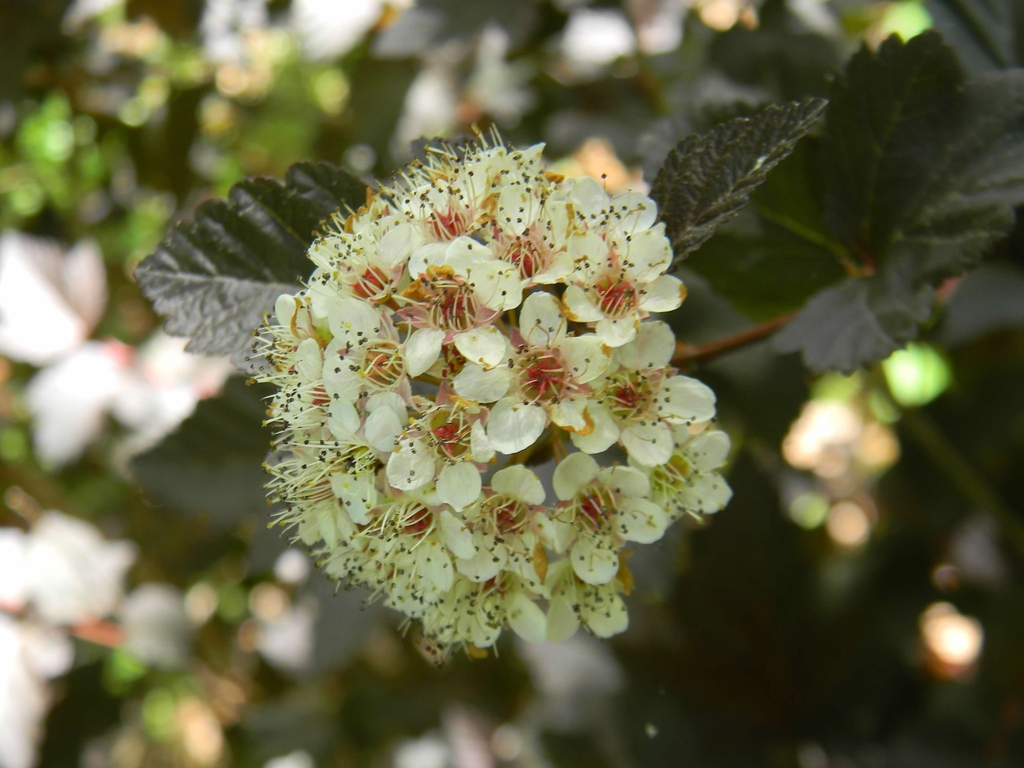 Physocarpus opulifolius