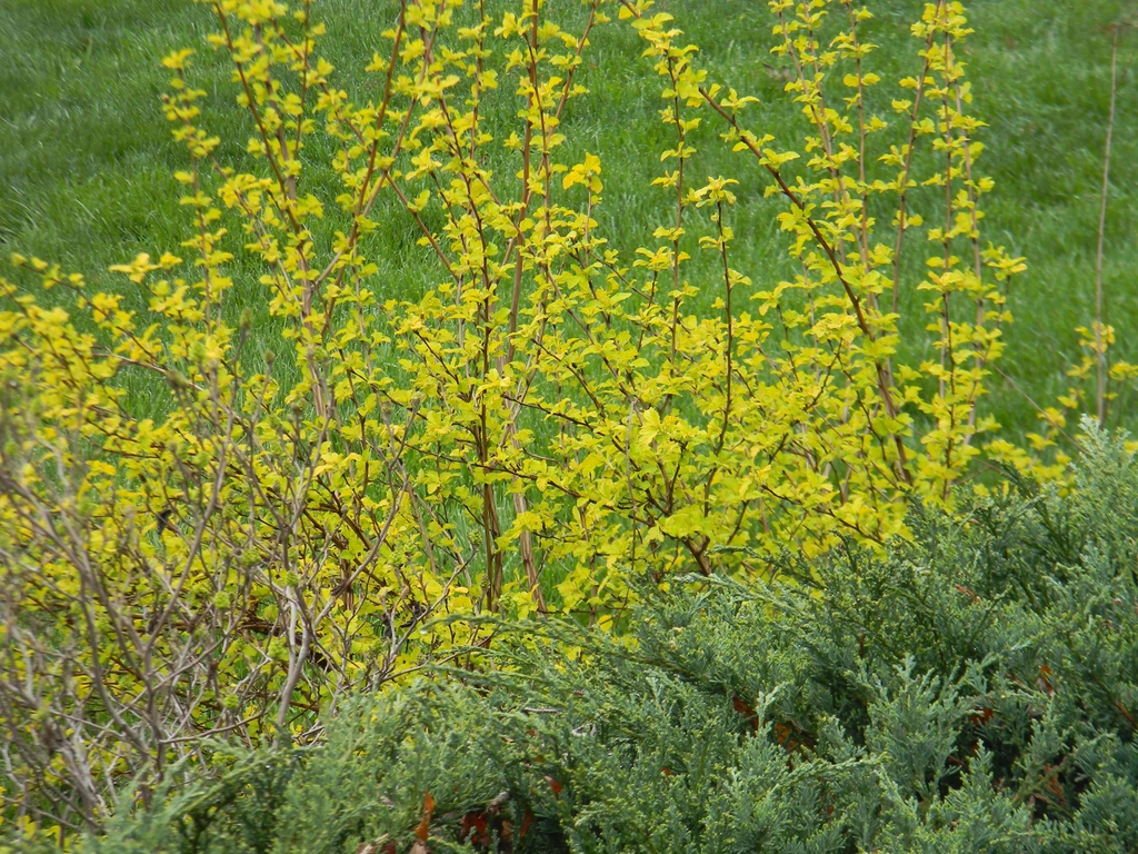 Physocarpus opulifolius 'Podaras 3' Lemon Candy