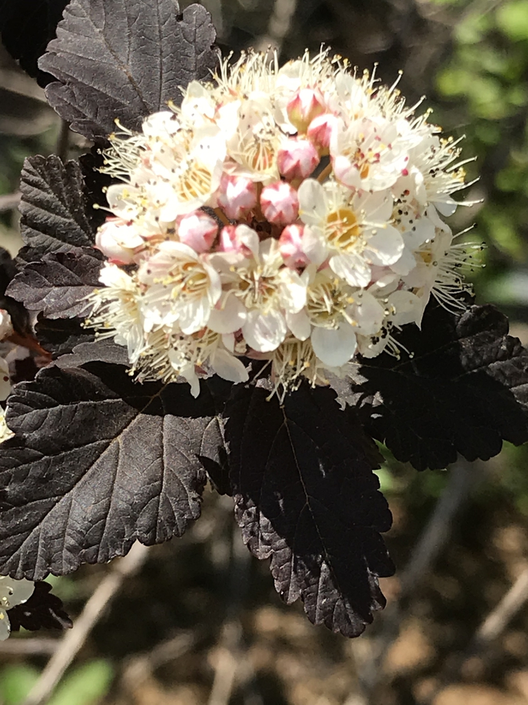 Close up of flower