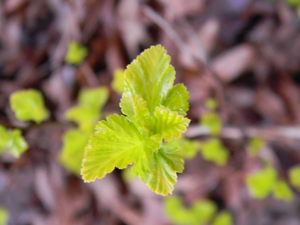 Physocarpus opulifolius 'Podaras 3' Lemon Candy