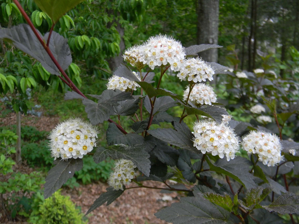 Physocarpus opulifolius