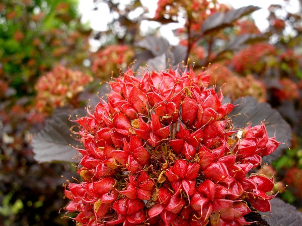 Fruit