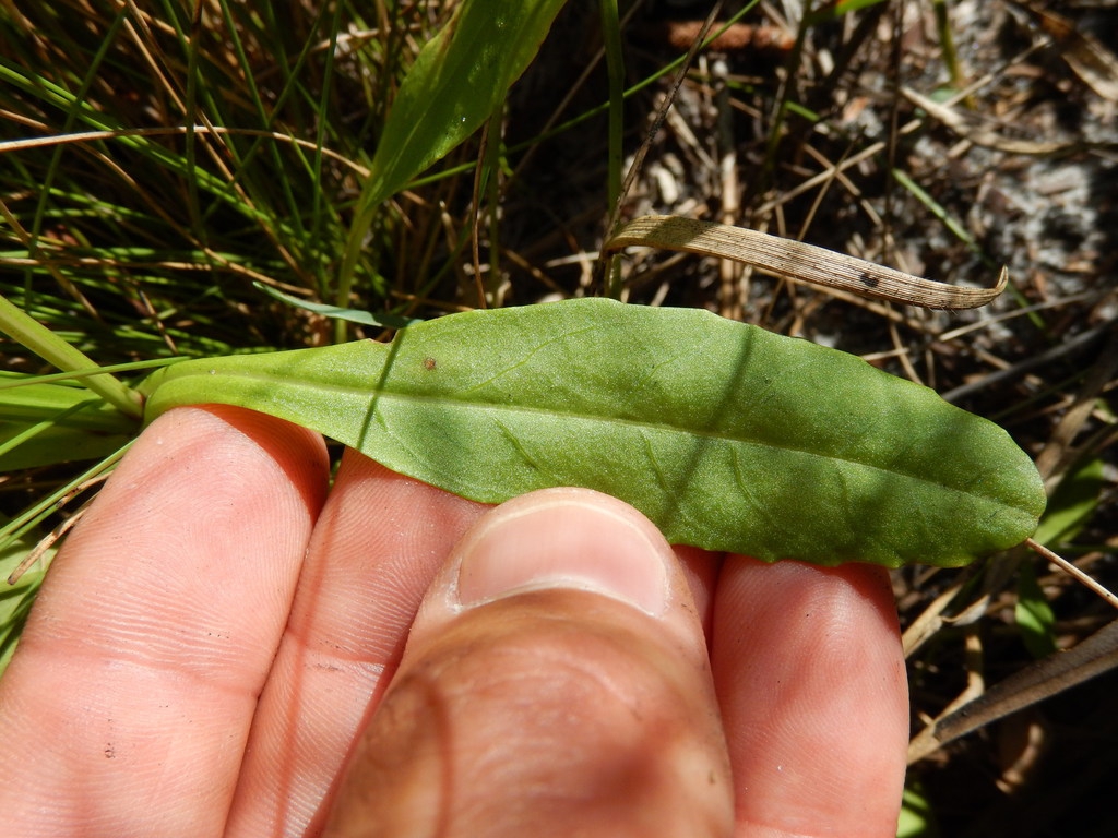 Leaf