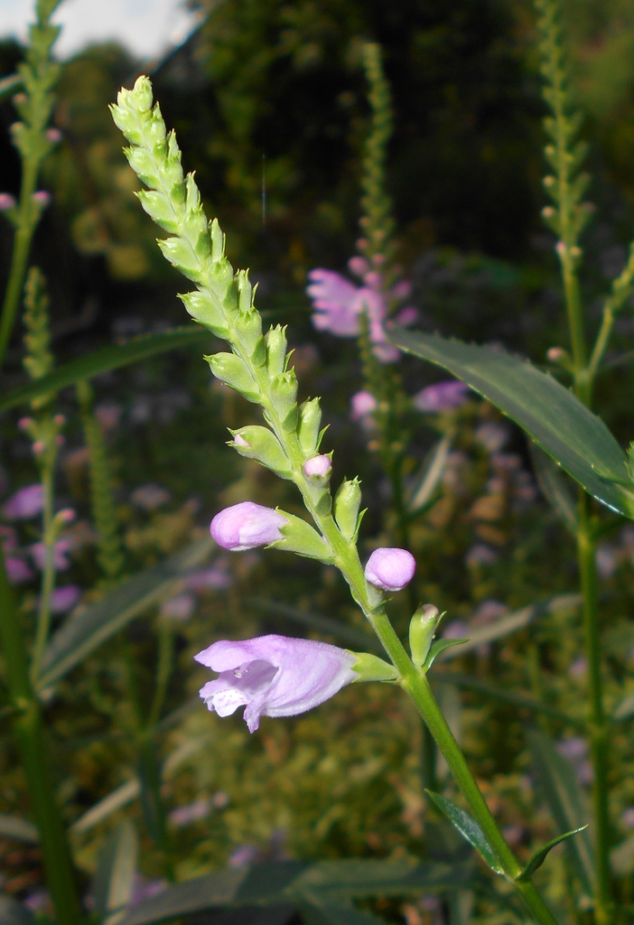 Flower and Leaves