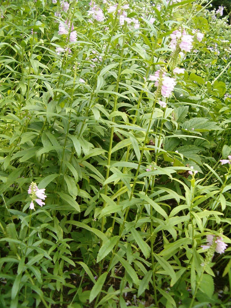 Form