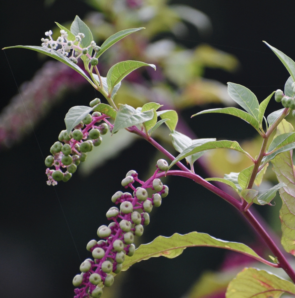 Flower buds - Warren Co., NC