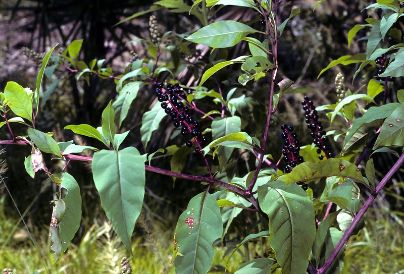 Leafy shoot with erect stalks bearing black fruits.