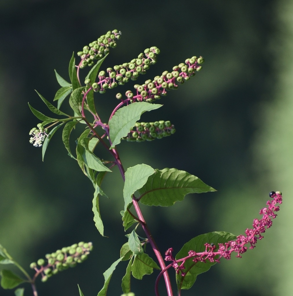 Purple stems with tiny white flowers & green/black berries