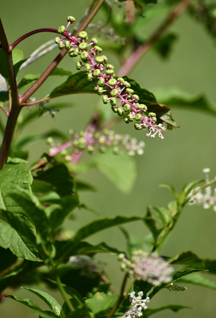 Fruit