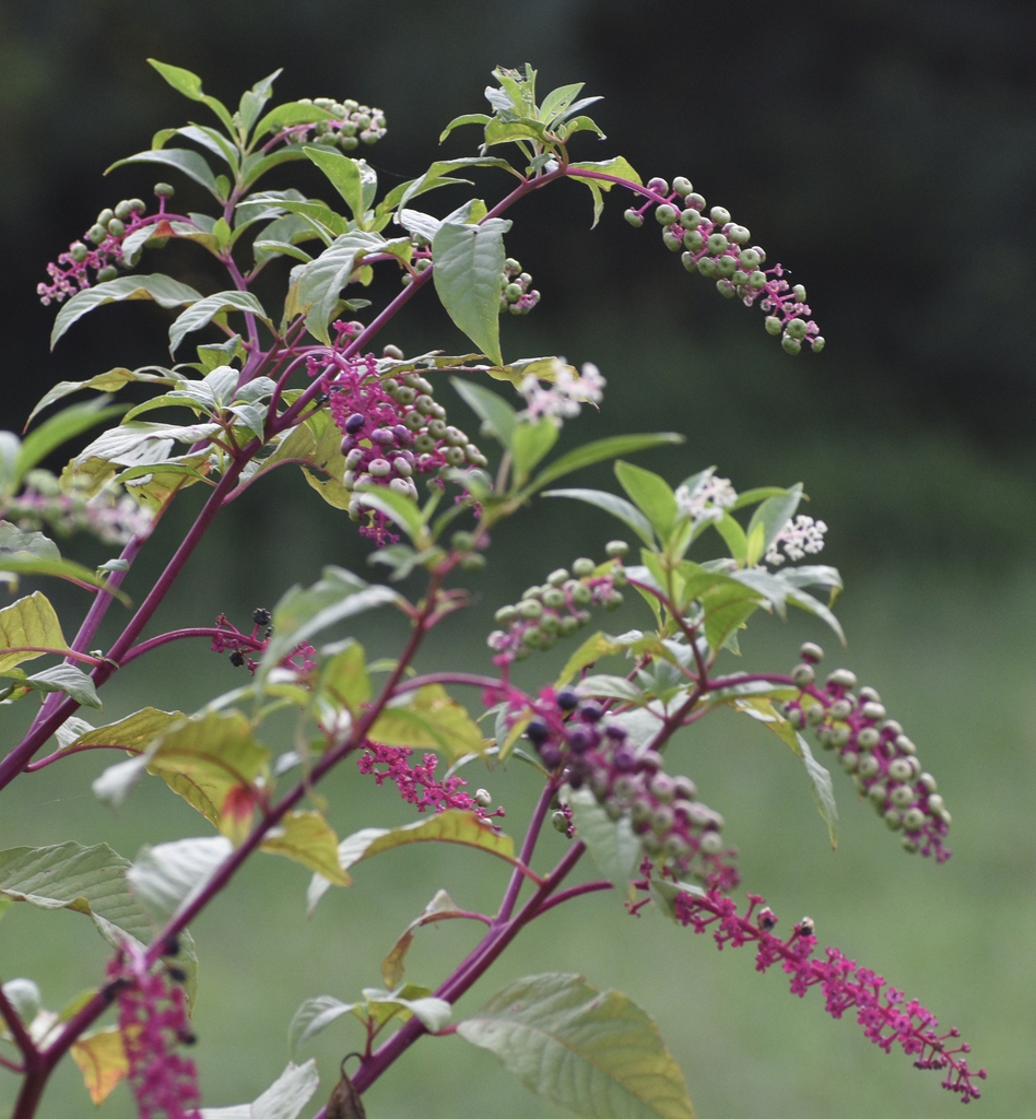 Purple stem, flowers & buds - July 21 - Warren Co., NC