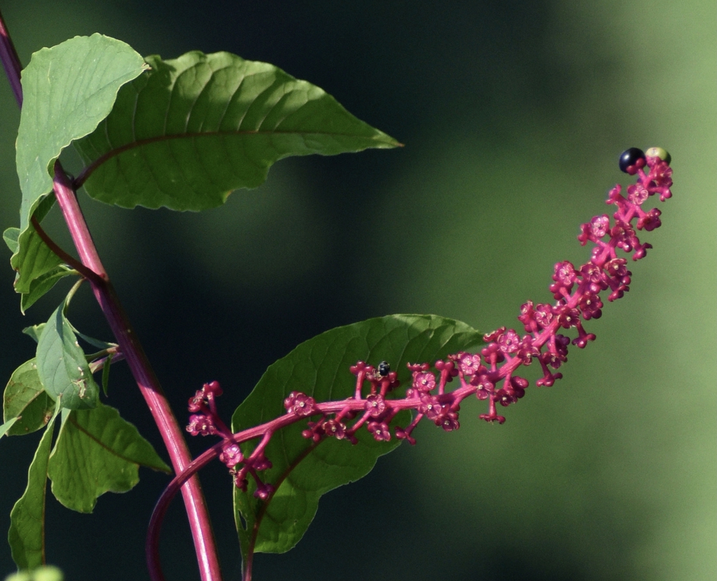 Purple stem, calyx & berries - Warren Co., NC