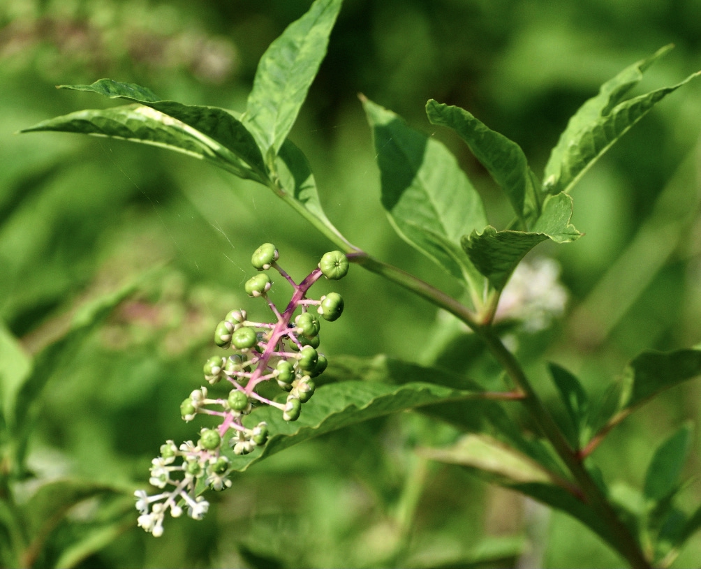Flower buds - Summer - Warren Co., NC