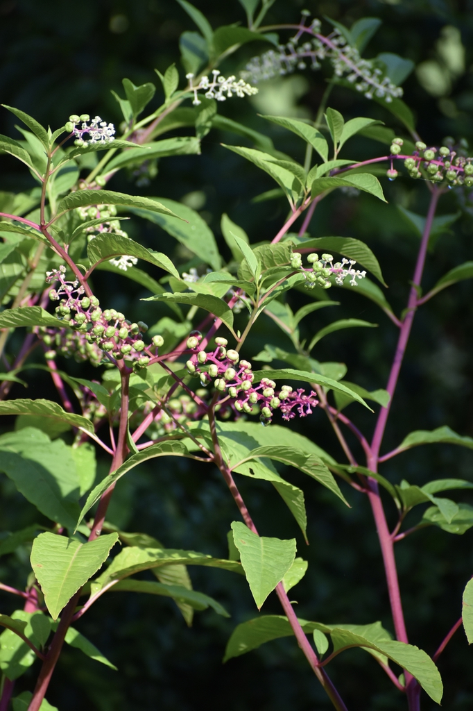 Phytolacca americana