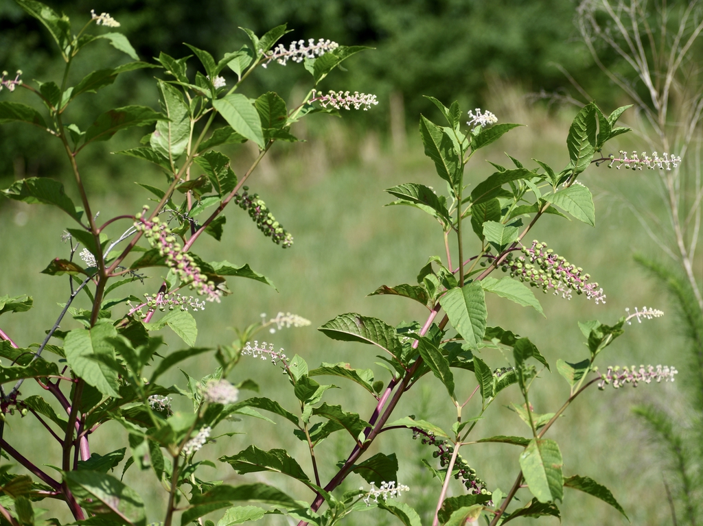 Form