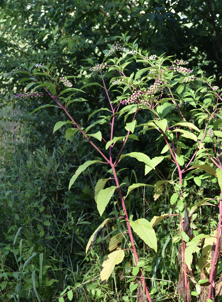 Phytolacca americana