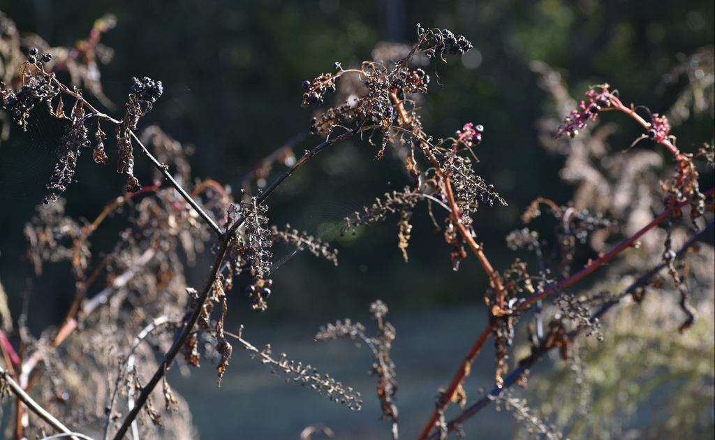 Phytolacca americana