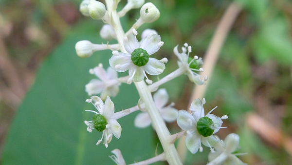 Phytolacca americana