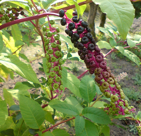 Phytolacca americana