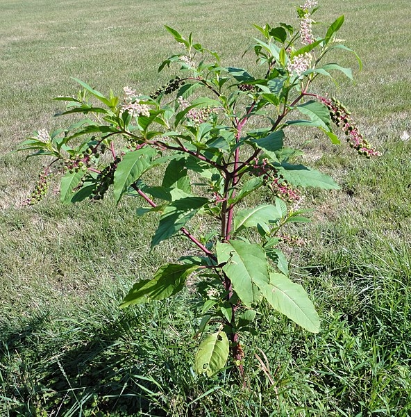 Phytolacca americana