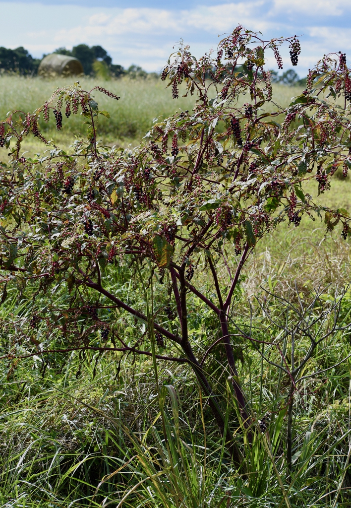 Phytolacca americana