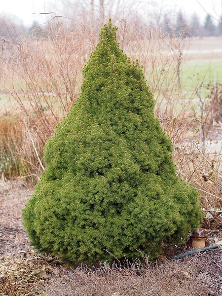 Form