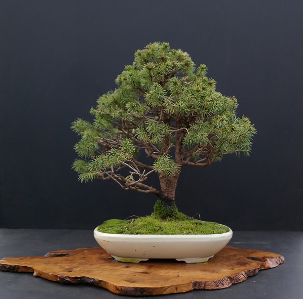 Form