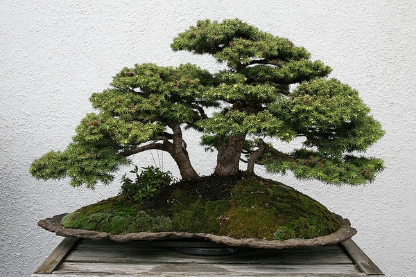 Picea abies 'Nidiformis' bonsai