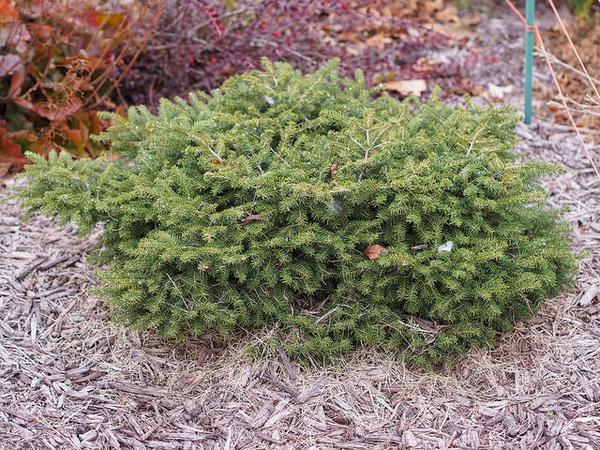Picea abies 'Nidiformis'