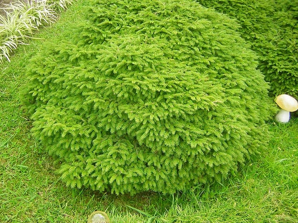 Picea abies 'Nidiformis'