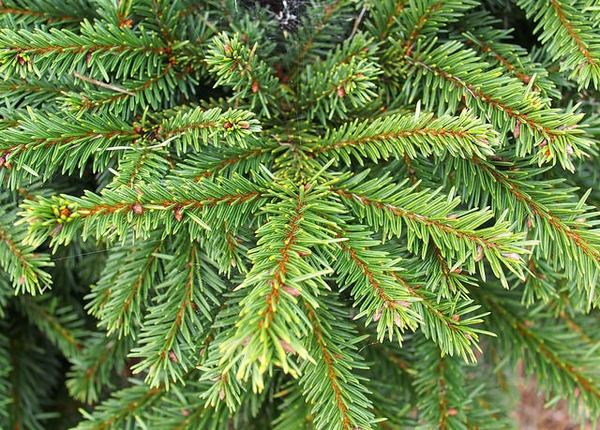 Picea abies 'Pumila'