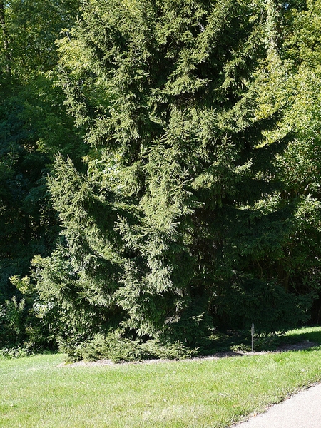 Picea orientalis 'Nana'