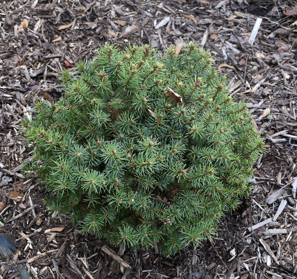 Globose dwarf with green foliage.