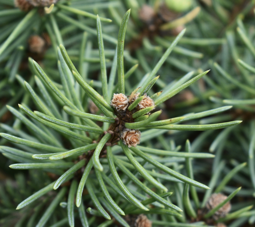 Geen needles growing in all directions & very immature cones.